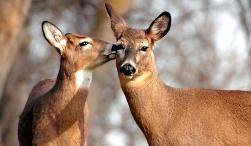 DNR asks hunters to help track CWD during deer hunting season
