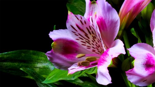 Breathtaking Timelapse Shows Flowers in Bloom