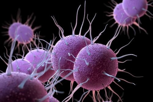 Gonorrhée: une bactérie de plus en plus résistante
