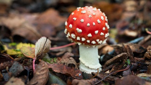 Amid Gaps in Oversight, Mood-Altering Mushroom Sales Bloom
