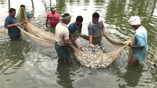 In India, Aquaculture Has Turned a Sprawling Lake Into Fish Ponds