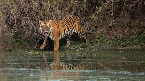India’s 'Man-Eating' Tigers Entangled in a Blame Game