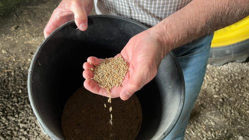 As Farmers Face a Warmer Future, an Ancient Grain Shows Promise