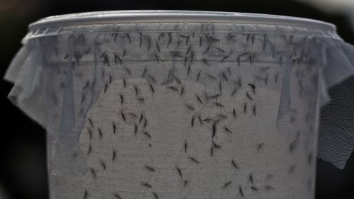 First GMO Mosquitoes to Be Released In the Florida Keys