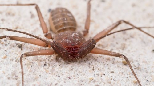 Making Sense of the Great Whip Spider Boom