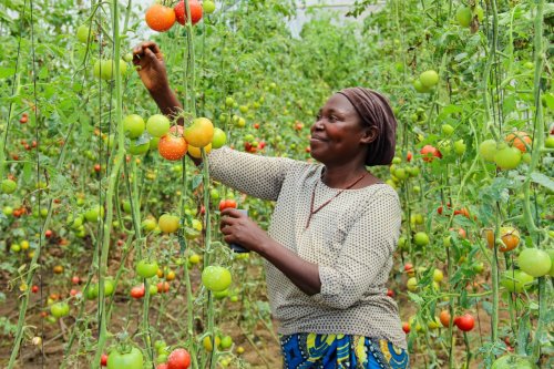 From farm to table, let’s talk food (systems)