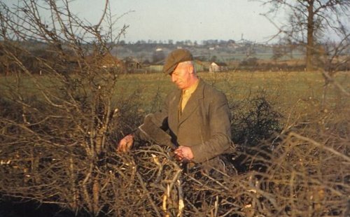 The lost art of hedgelaying