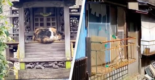 Footage Shows Unusual Things In Japan Including Cat Islands And Haunted Apartments