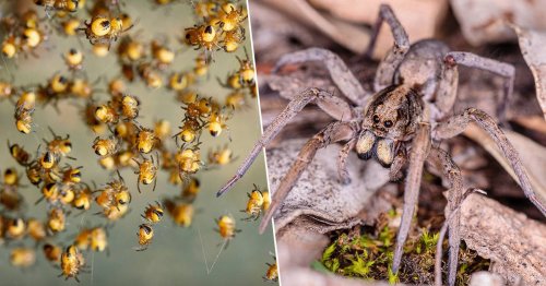 Climate Change Causing ‘Spider Baby Boom’, Scientists Warn