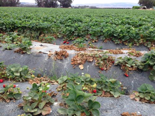 Pesticide predicament for California's strawberry growers