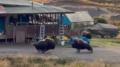 800-Pound Alaskan Muskox Ram Each Other At Full Speed (Violent Video)
