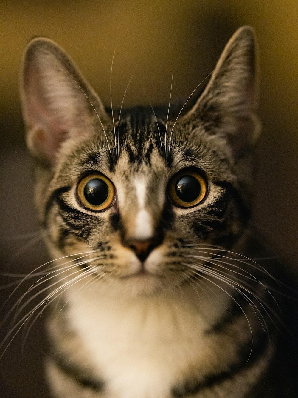 Is Your Cat Obsessed With You?