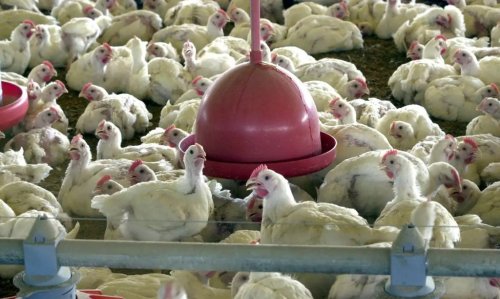 Brasil confirma caso de gripe aviária no RS; exportação para China é suspensa