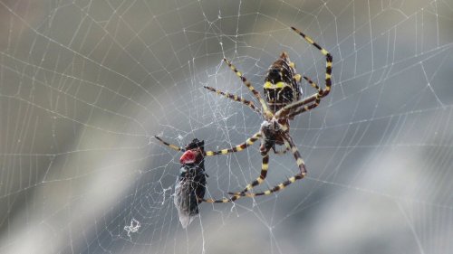 Cientistas analisaram o DNA das teias de aranha e os resultados são assustadores