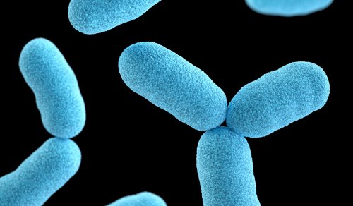 Cientistas modificam genes de bactérias da microbiota intestinal para tratar hipertensão