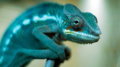 Cientistas enfim descobrem como camaleões mudam de cor
