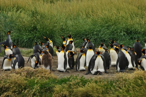 15 Epic Safari Spots To View Wildlife Outside of Africa [2024]