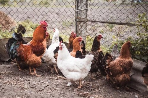 Parents with backyard poultry can transmit salmonella to infants
