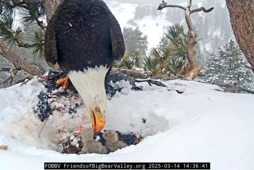 Famed bald eagle couple's baby dies in snowstorm