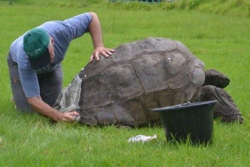 Jonathan the tortoise, oldest living land creature, celebrates 190th birthday
