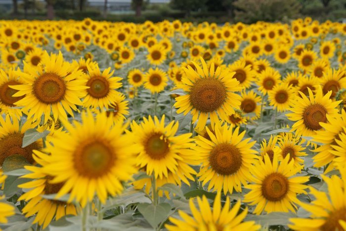 Japan celebrates Zama Sunflower Festival (10 images)