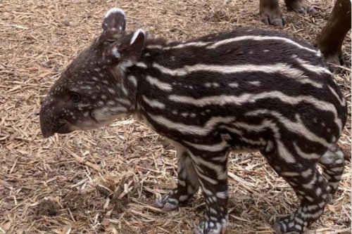 Amazona Zoo announces birth of rare Brazilian tapir