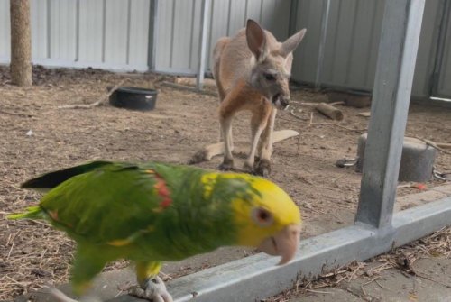 Louisiana kangaroo was released from enclosure by a parrot