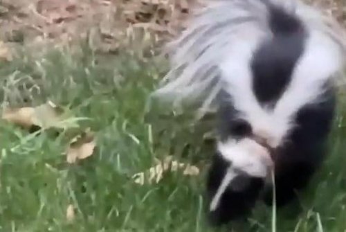 Skunk rescued from ice cream lid in British Columbia