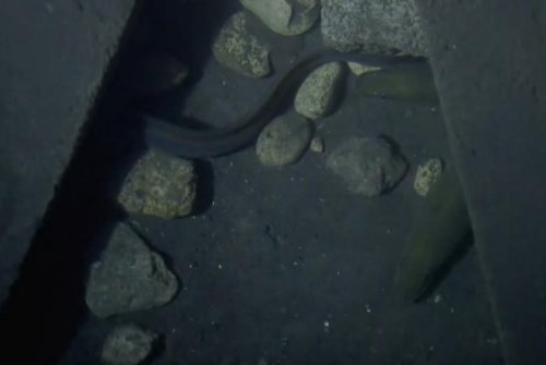 Underground eel pit turns Kentucky man into TikTok star