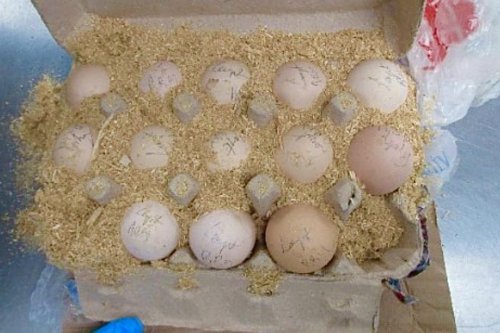 Hatching egg seizures on the rise at Louisville port of entry