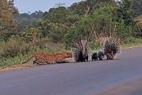Watch: Porcupine parents protect babies from leopard - UPI.com