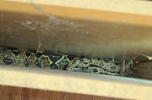 Illinois firefighters rescue 6-foot snake from kitchen cabinet