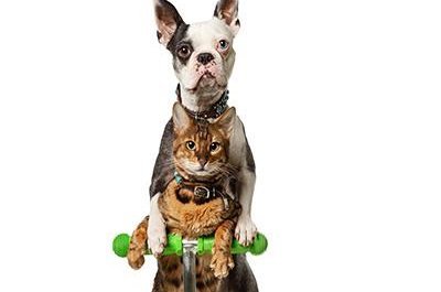 Scooter-riding dog and cat duo earn Guinness World Record