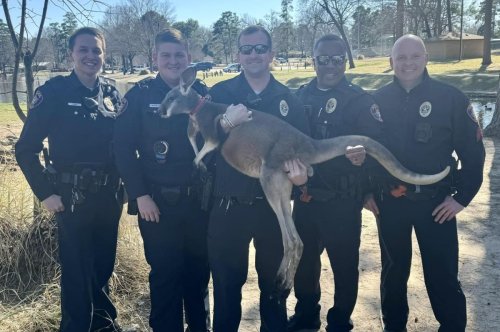 Police surprised to encounter kangaroo at Texas park