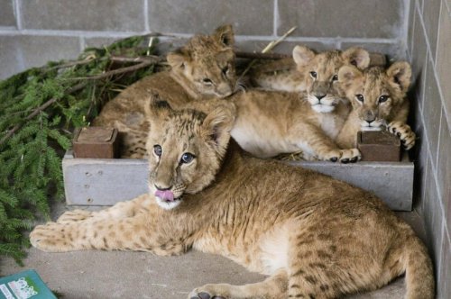 Lion cubs rescued from Ukraine war arrive at Minnesota sanctuary
