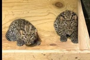 Saint Louis Zoo announces birth of critically endangered Amur leopard cubs