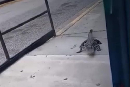 Alligator spotted outside Dollar Tree store in Georgia