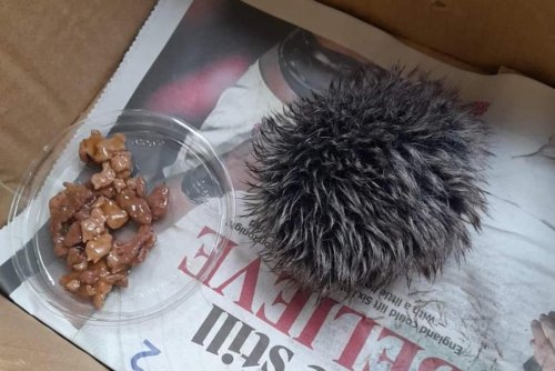 Rescued 'baby hedgehog' turns out to be a pom pom from a hat