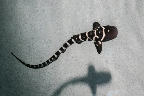 Shark at Chicago aquarium hatched pups with no father