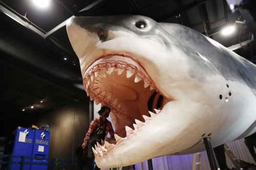 Megalodons were at very top of food chain, possibly cannibalistic, study says