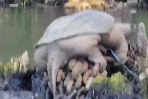 Massive Chicago River snapping turtle dubbed 'Chonkasaurus'