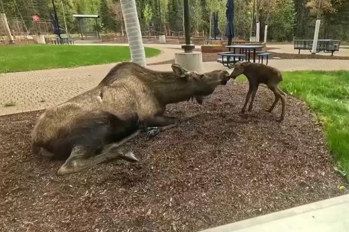 Moose gives birth on the grass outside Alaska hospital