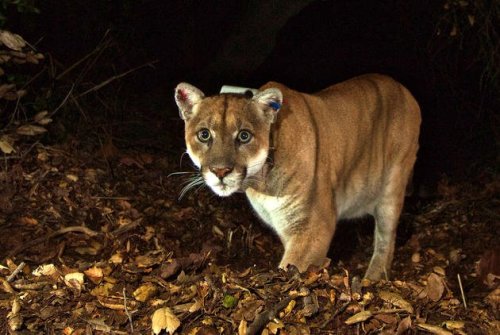 California mountain lion attack leaves one person dead, one severely injured