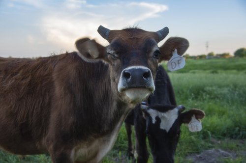 Rancher Sentenced To 11 Years In Prison For 244 Million Ghost Cattle