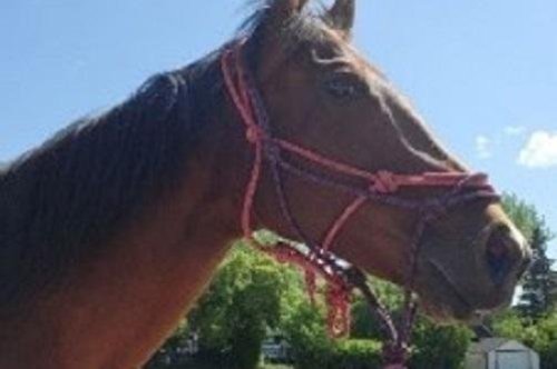 Loose horse interrupts school zone assessment in Saskatchewan