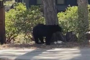 Bear steals food from California resident's garage