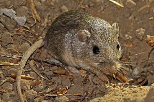 Mouse at San Diego Zoo believed to be world's oldest at 9 years old - UPI.com