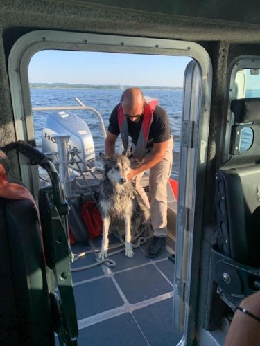 Dog rescued after swimming 1.5 miles from shore in New Jersey