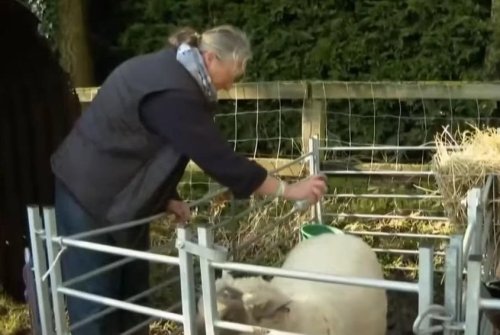 British farmers using Axe body spray to keep rams from fighting