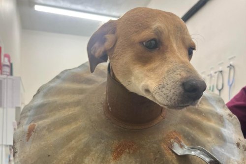 'Mischievous puppy' rescued from metal trash can lid